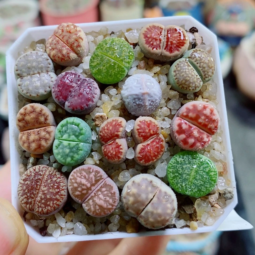 生花花花花花花花花808