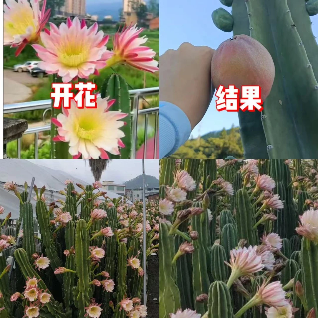 【带根】40cm 量天尺【不带花苞】