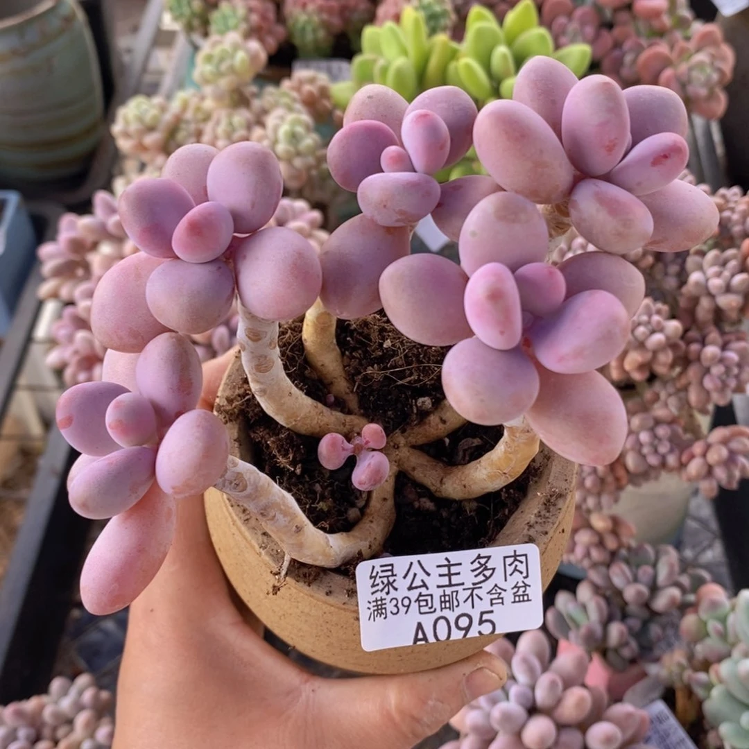 糖果桃蛋老桩11cm095多肉植物