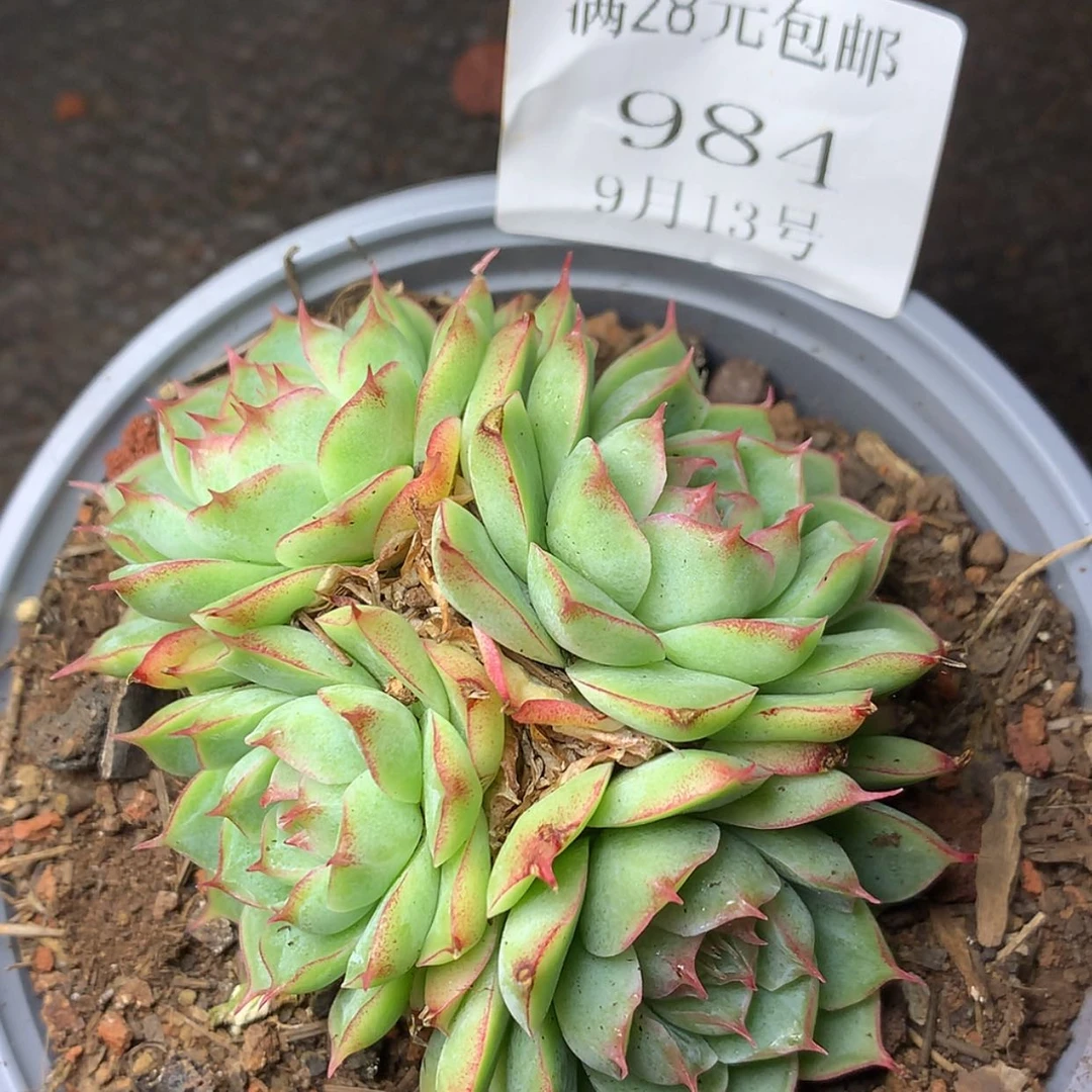 【闪购商品】云984号