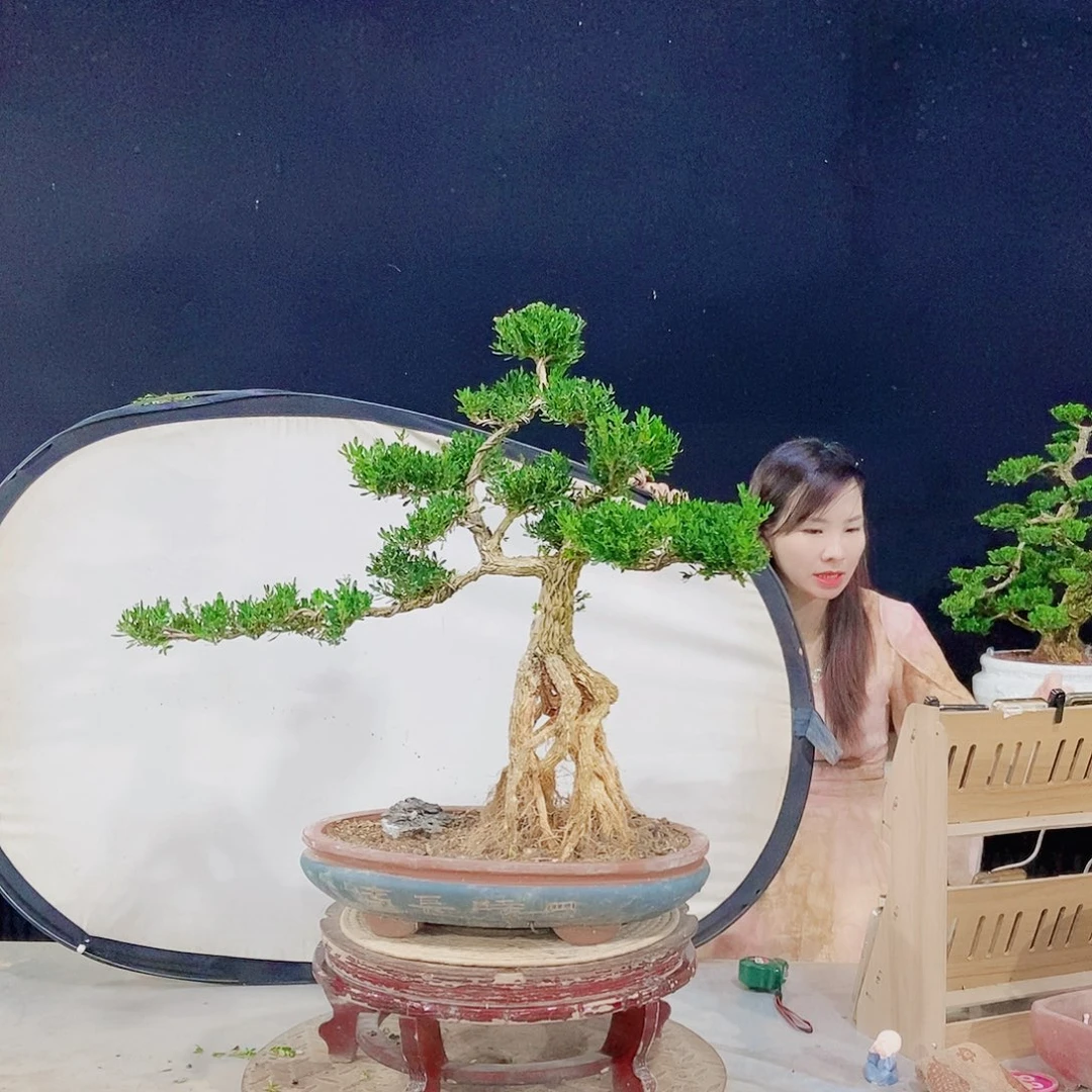 当前无花朵，栽培后可花朵
