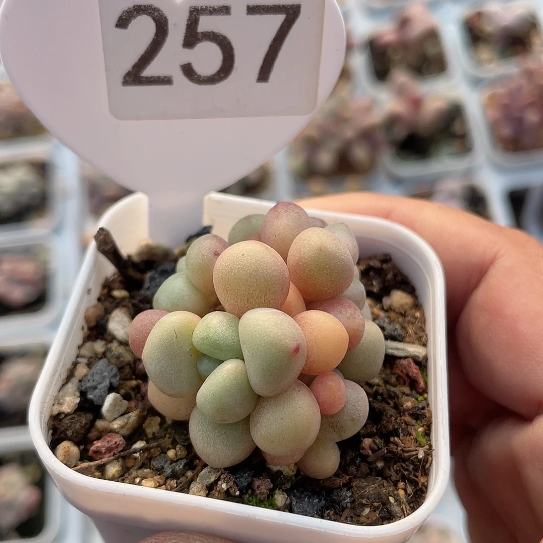 先锋派 脱土发货 5口盆