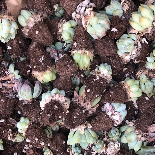 35颗左右穴盘苗品种单一