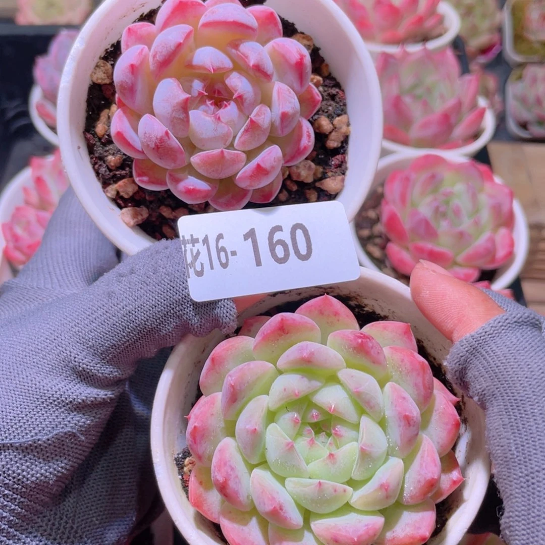 Q***d花利美16-160新品2颗