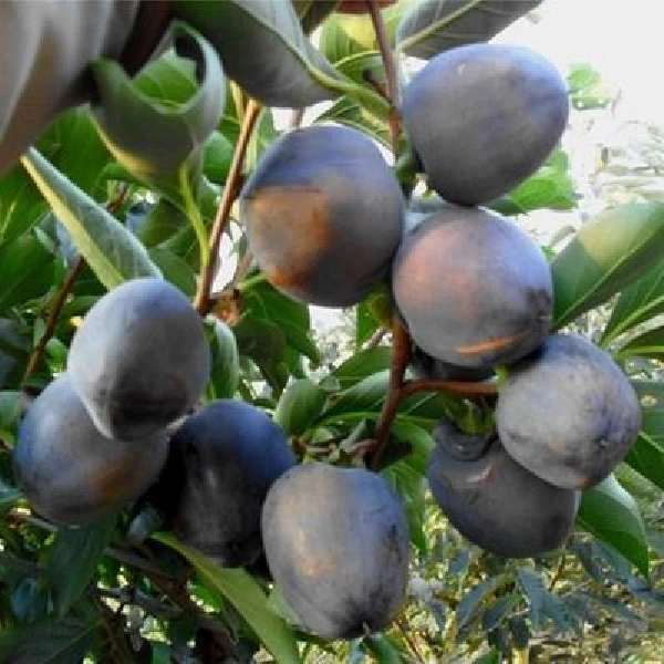 2024柿子树苗新品种甜柿嫁接苗北方黑皮柿子果树苗种植