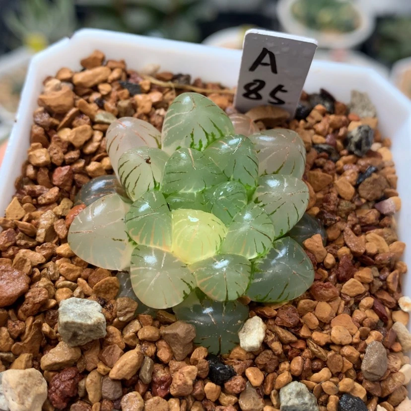 【闪购商品】85姬玉露