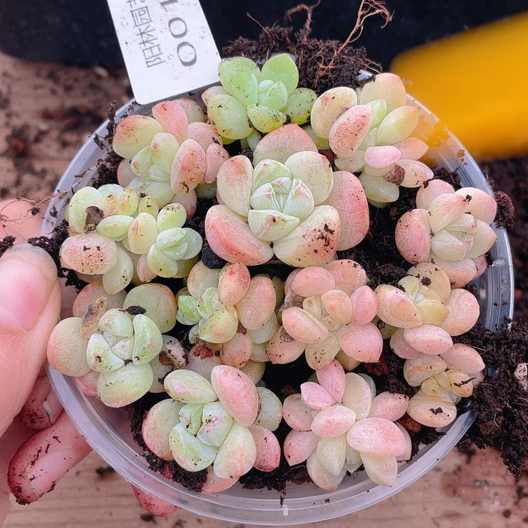 多肉植物多肉植物17