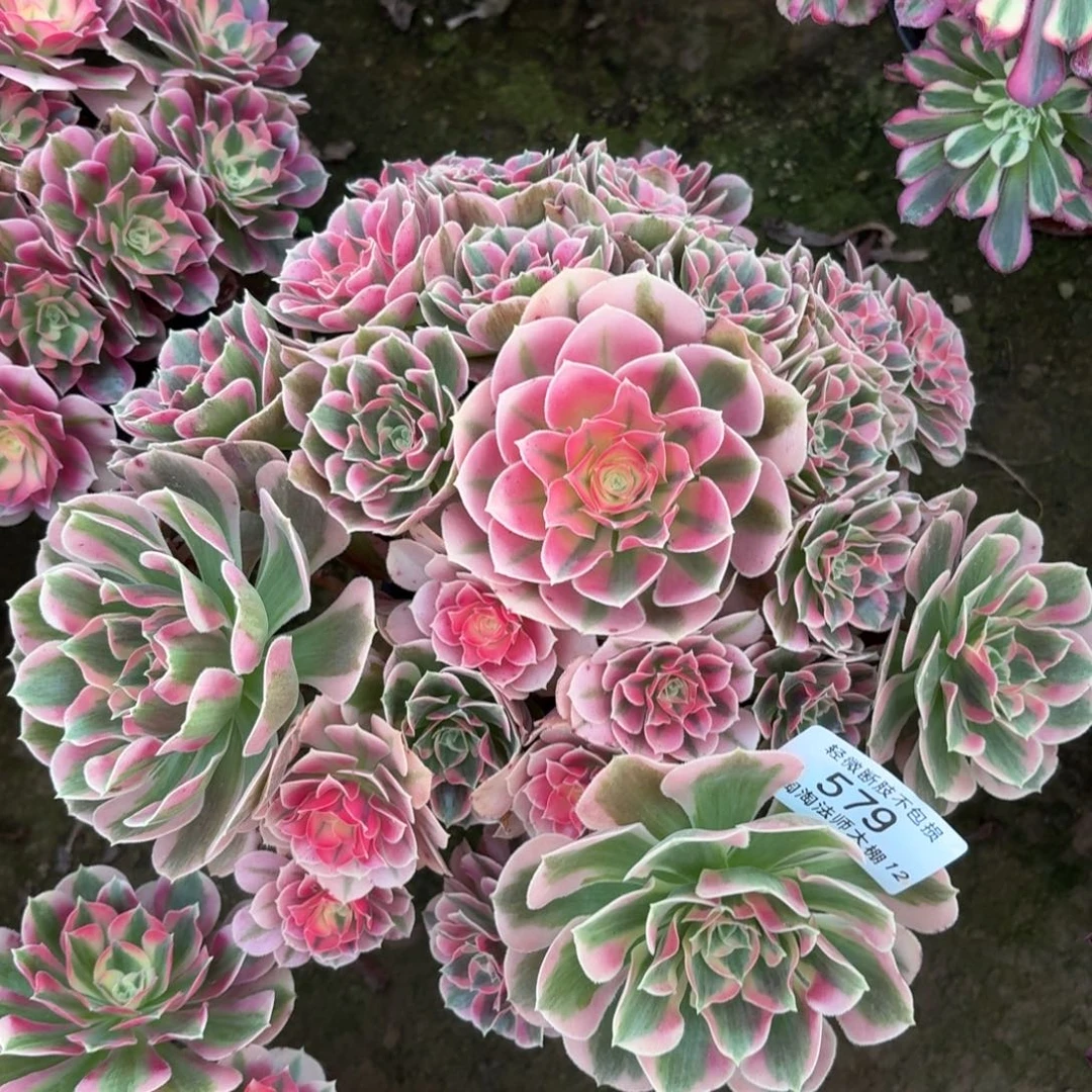 579粉女郎多肉植物法师