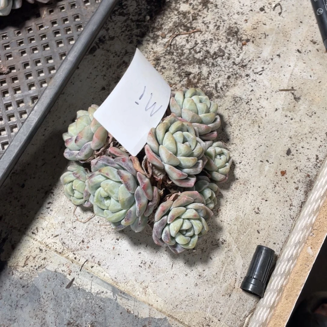 Mi专拍冰玉群生多头