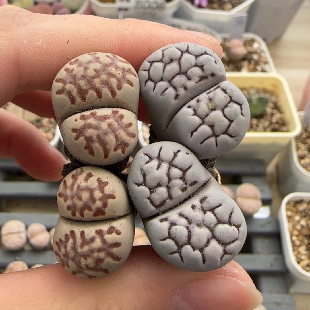 11.8。爱萌生石花清。8025