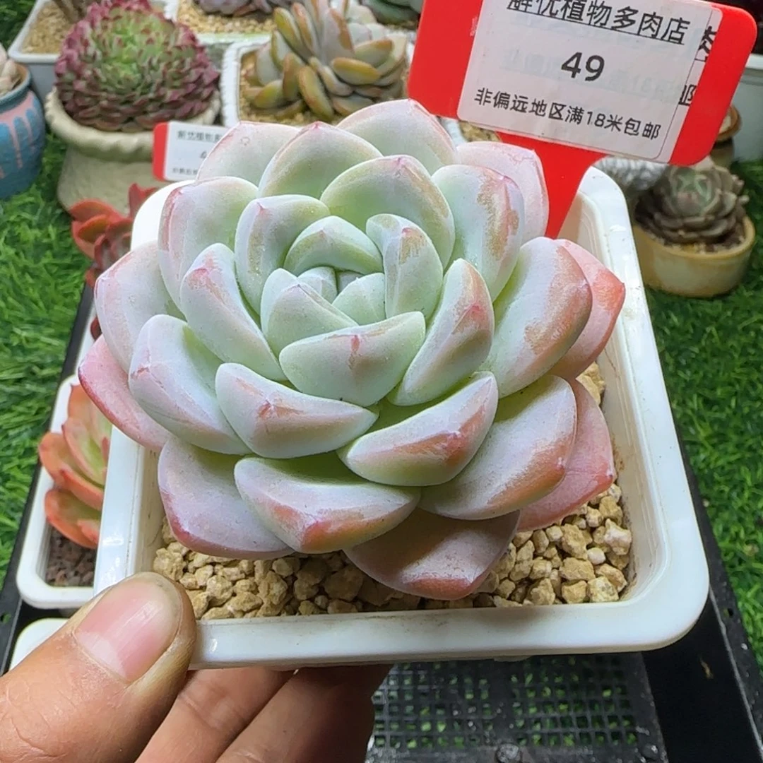 解忧植物多肉编号49