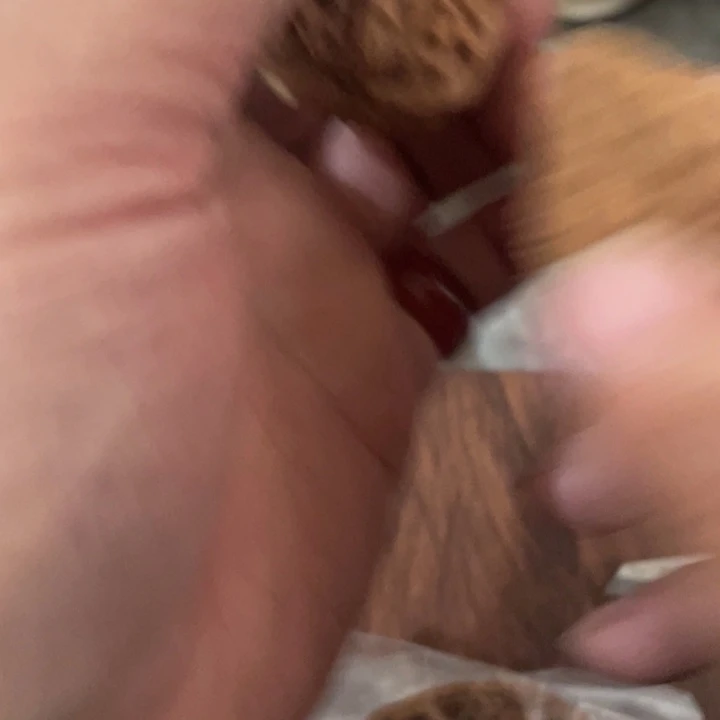 核桃手串/手链秦岭南侧和东北北部部分的