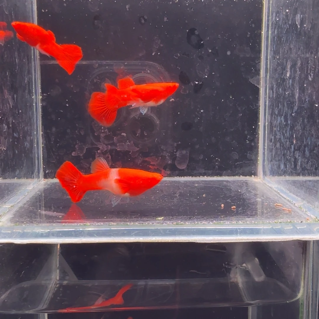 孔雀鱼鸿运当头双份水2对