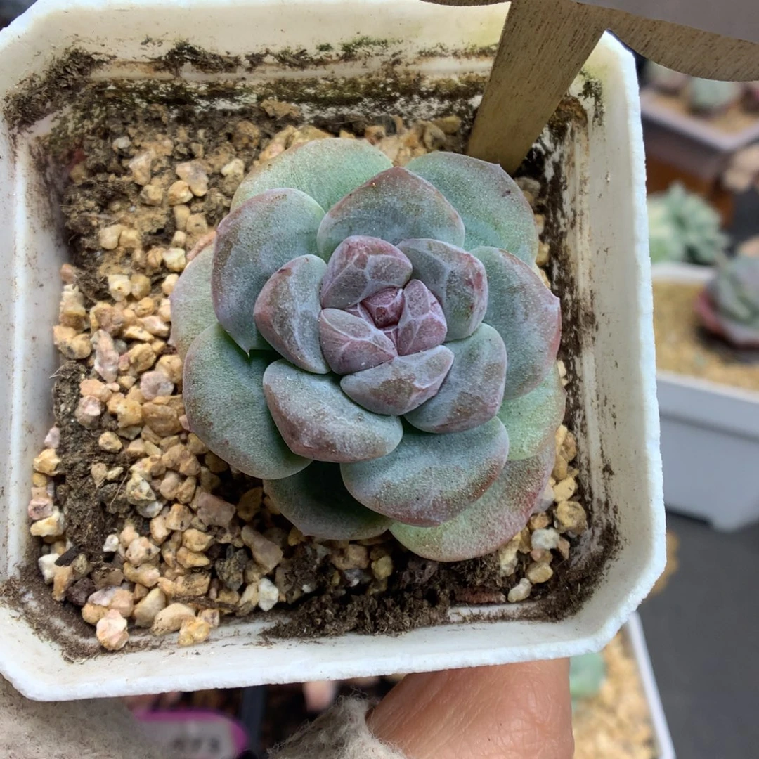 137冰玉石化多肉植物