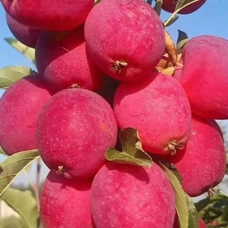 东北特产鸡心果新鲜现采脆甜多汁产地直发精品大果