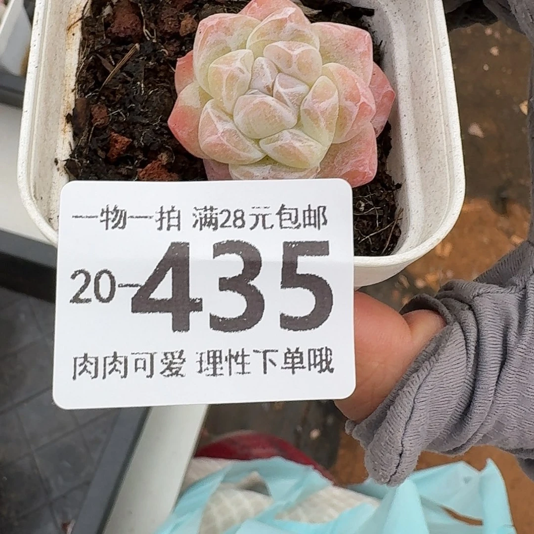 冰玉无盆土发货无盆土无盆土