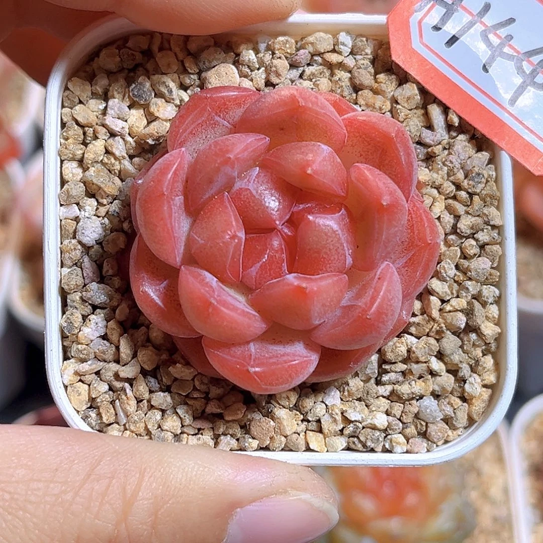 H144  新品珍妮满18包邮