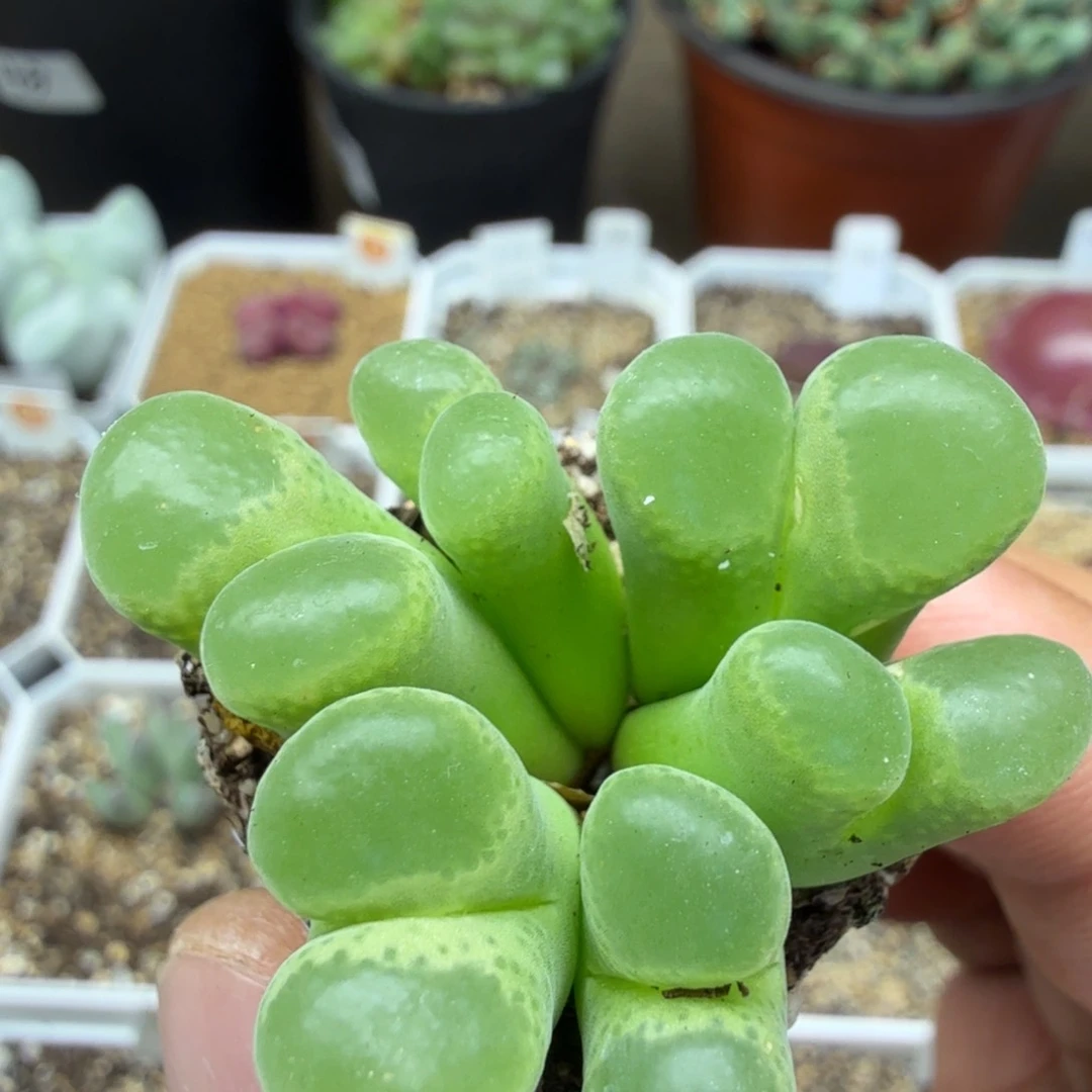 多肉植物多肉植物