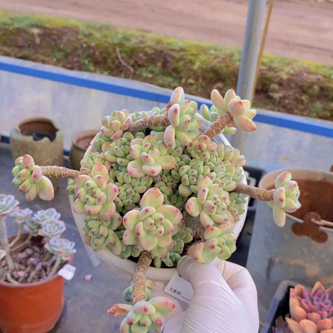 637劳尔整桩一物一拍