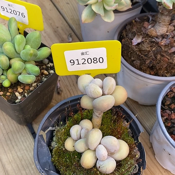 阿*福利多多。不售后912080
