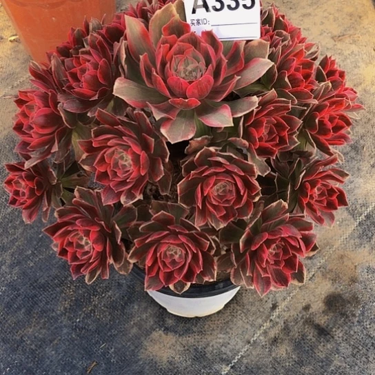 沙，335多肉法师换条0