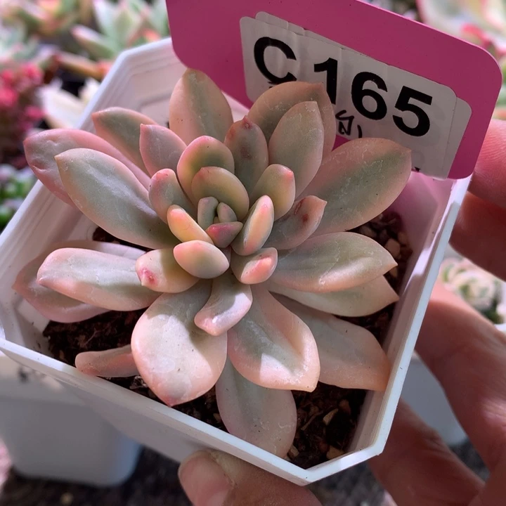 雷吉尔覆轮锦有根