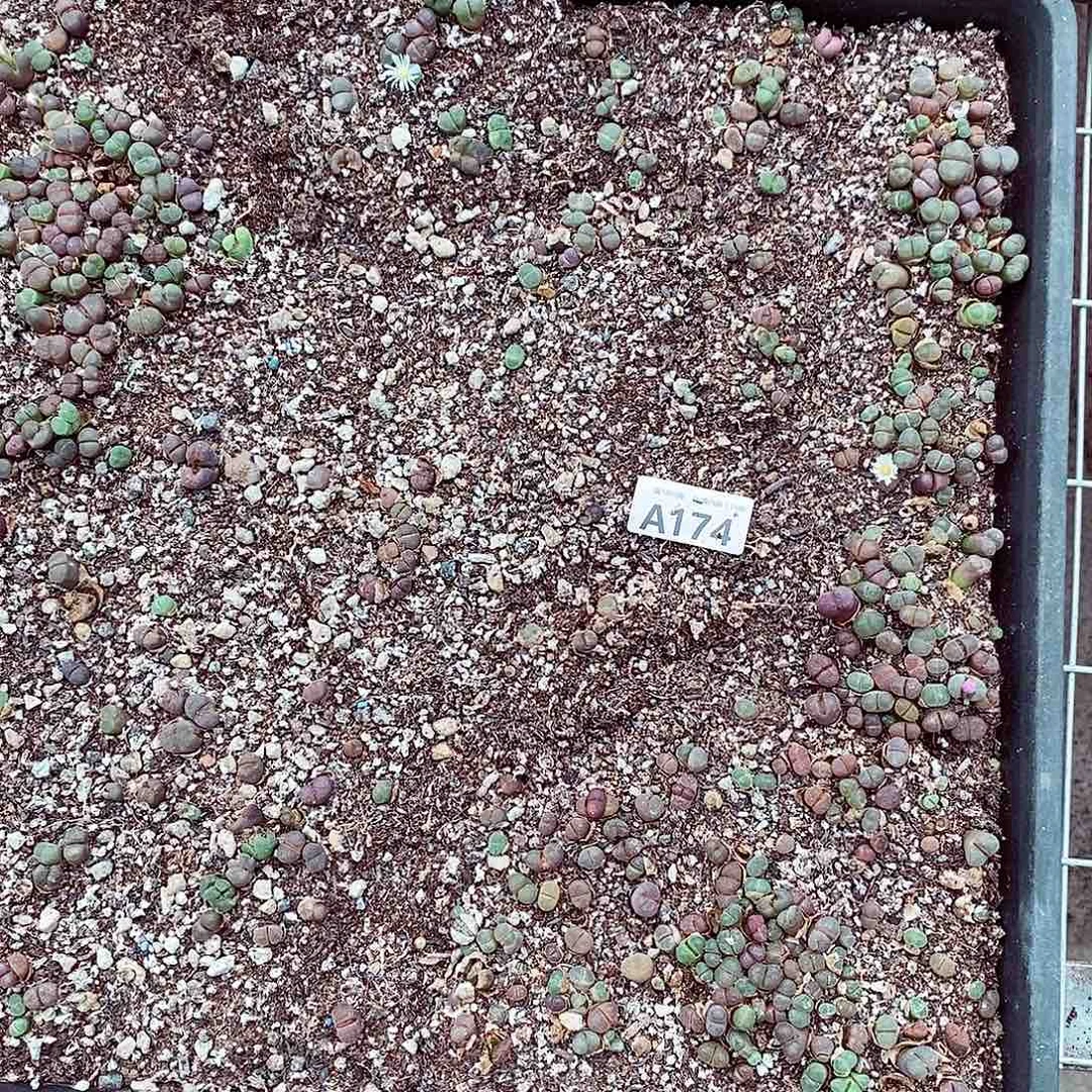 174咯哦哦哦哦哦