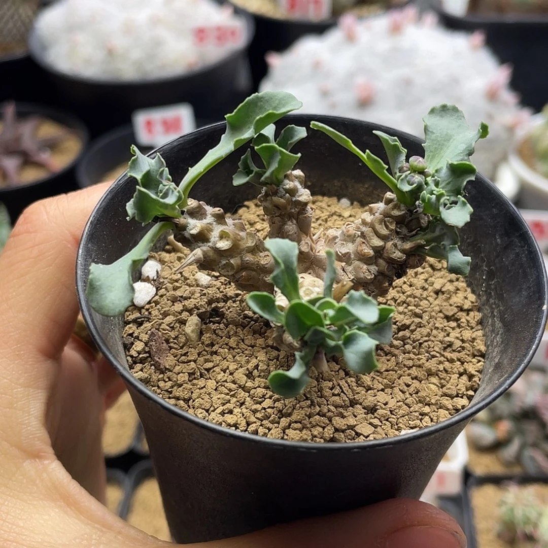 实生蛮鬼塔厚敦菊仙人球多肉
