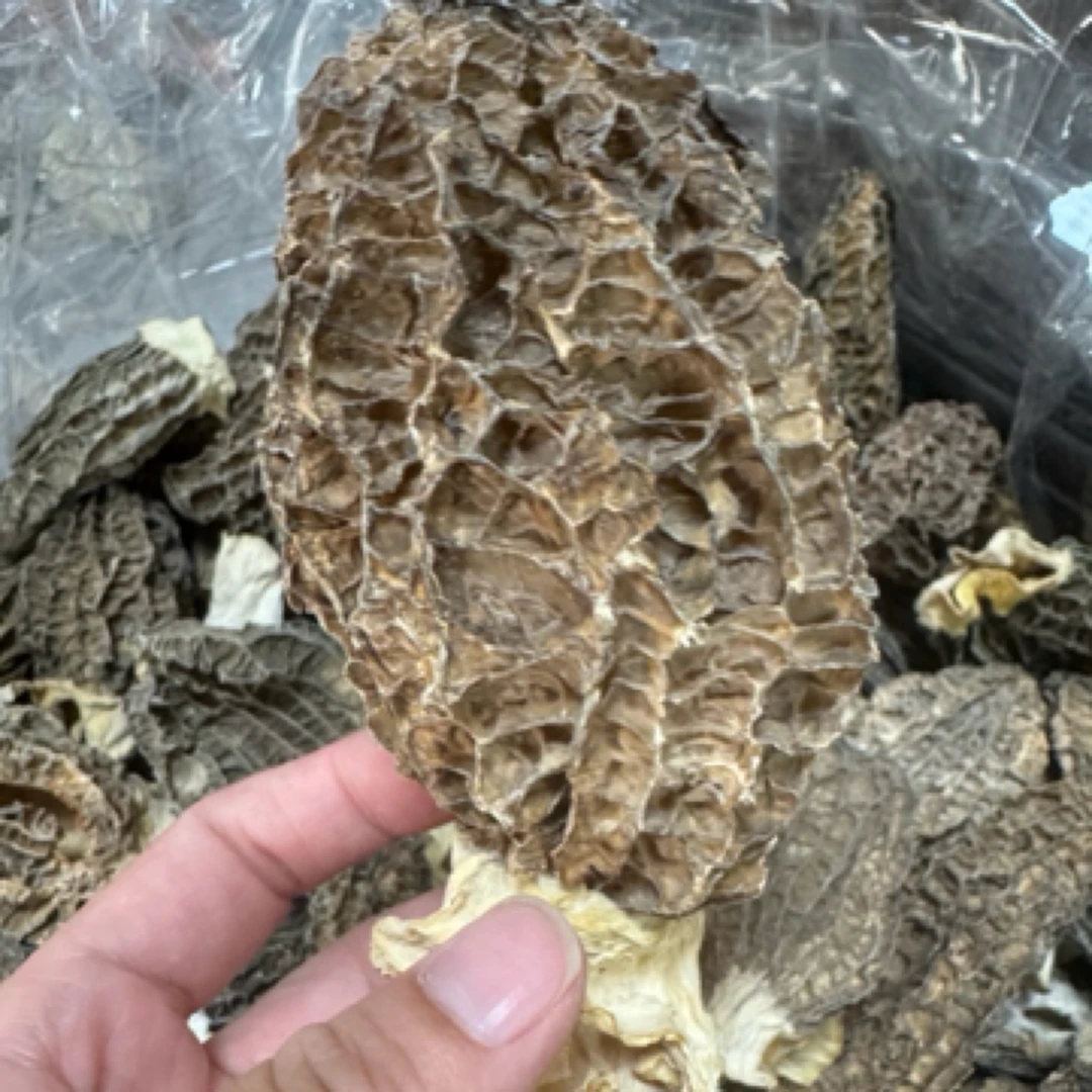 头茬羊肚菌干货肉厚煲汤食材新鲜干净无沙
