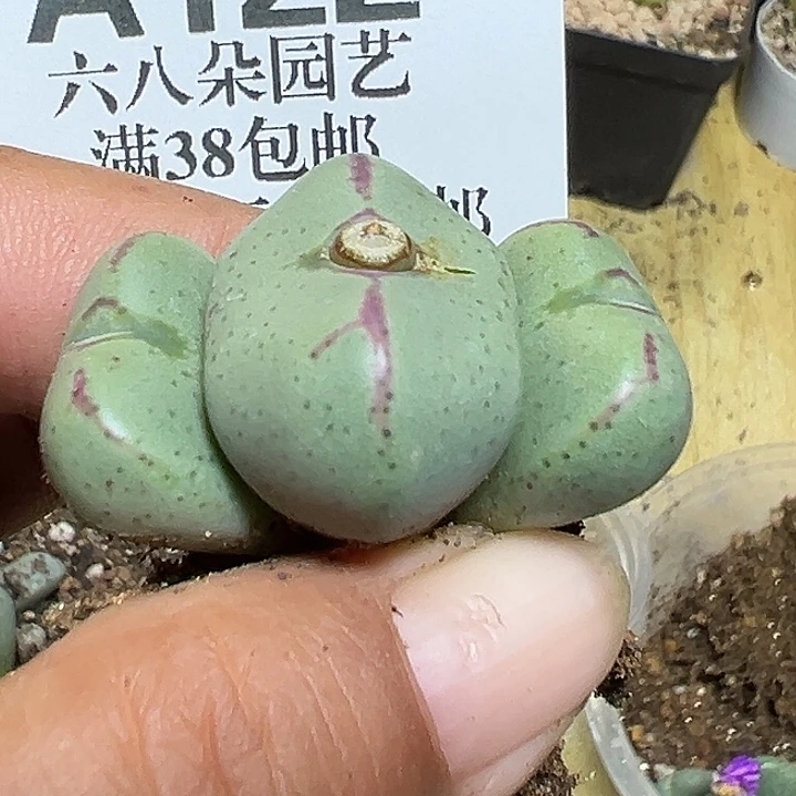 122号少将xyzzyyyxyxx