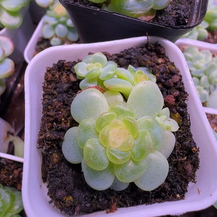 西米露朵朵4头群福利