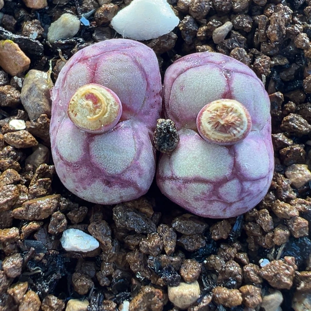 八重亘基多肉植物盆栽