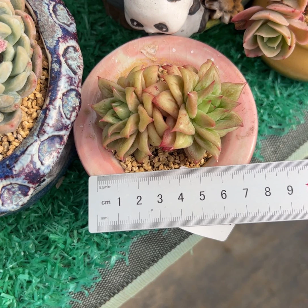 S***鱼502 多肉植物组合盆栽