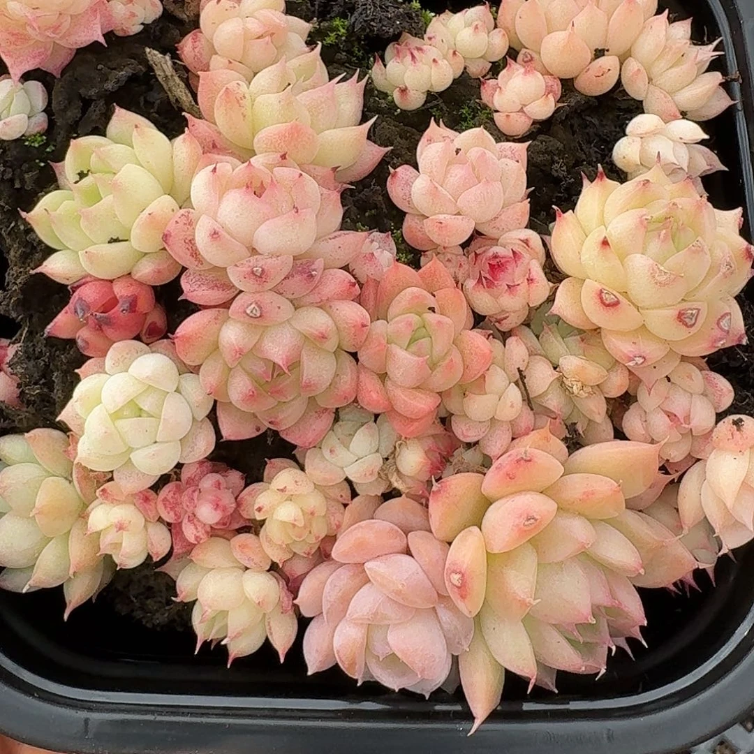 杂交新品珍妮多肉503