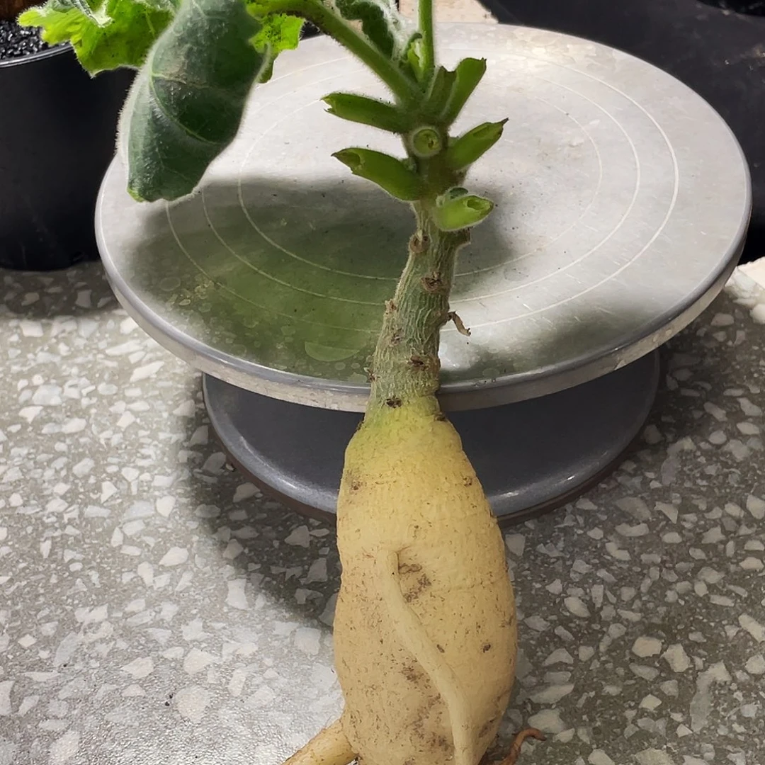 安卡丽娜66666666666