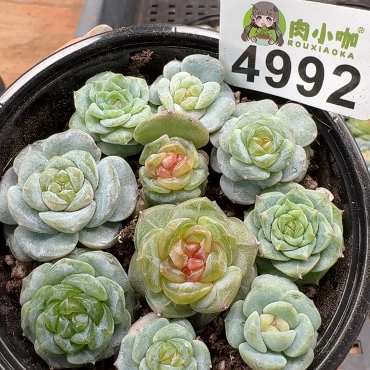 多肉植物多肉植物