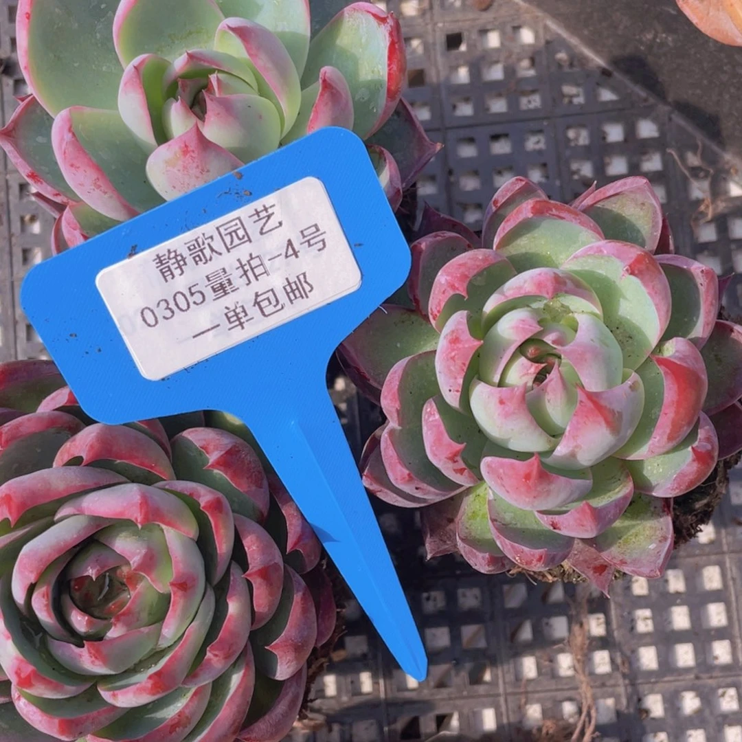 0305-4-精品惊鸿仙子福利一颗