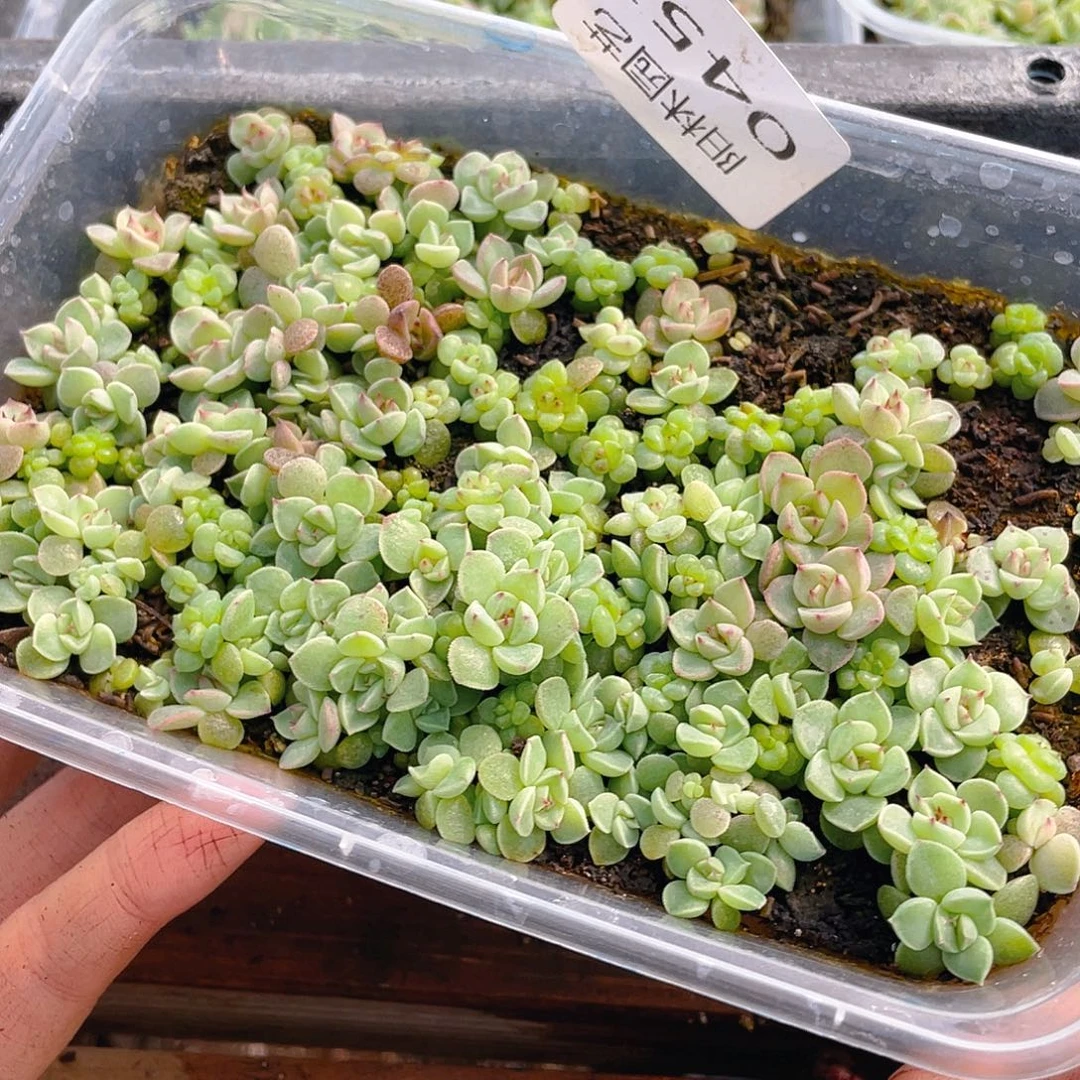 多肉植物多肉植物457