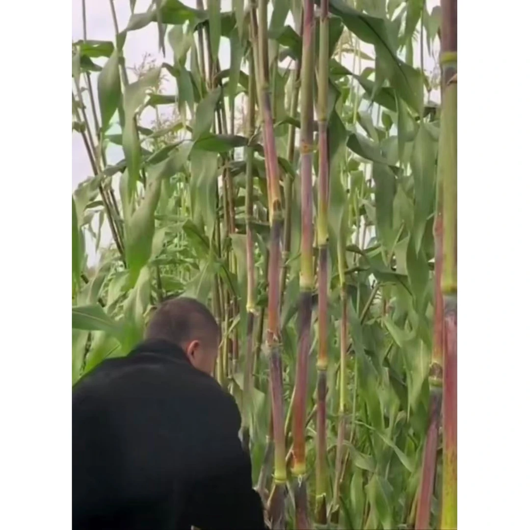 【黑甜杆种子】新鲜甜杆种子甜杆种子