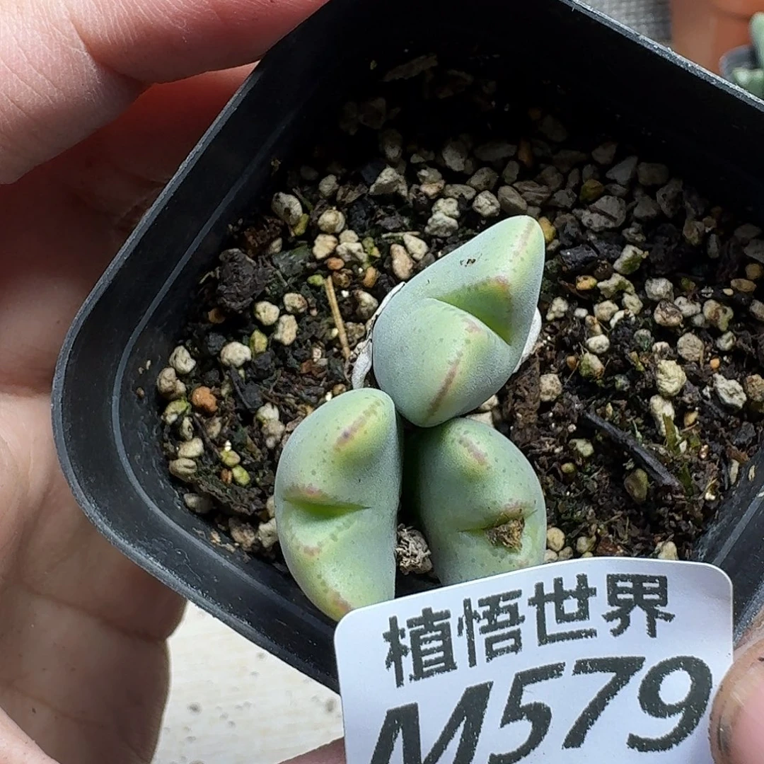 多肉植物的润泽ghnnm