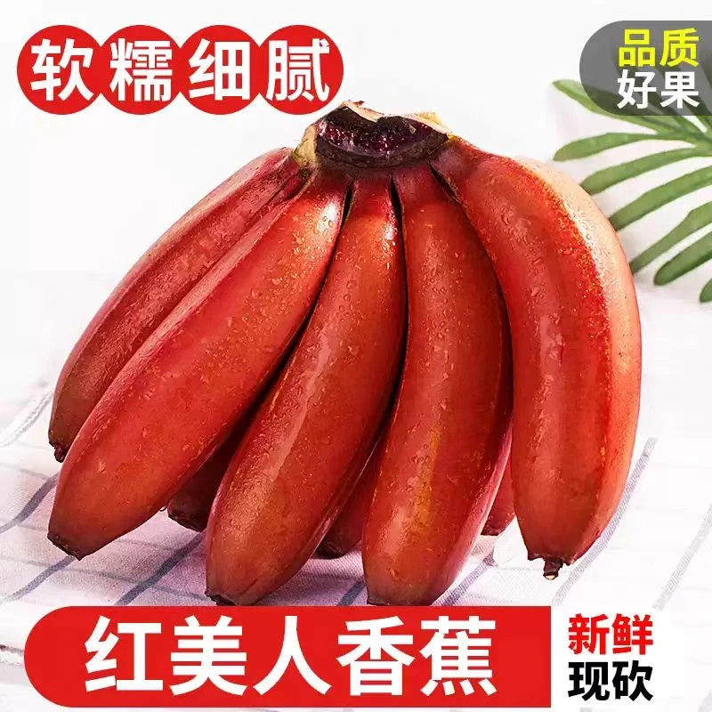 广西红美人香蕉当季新鲜水果现摘小香焦新鲜红皮芭蕉米蕉批发整箱