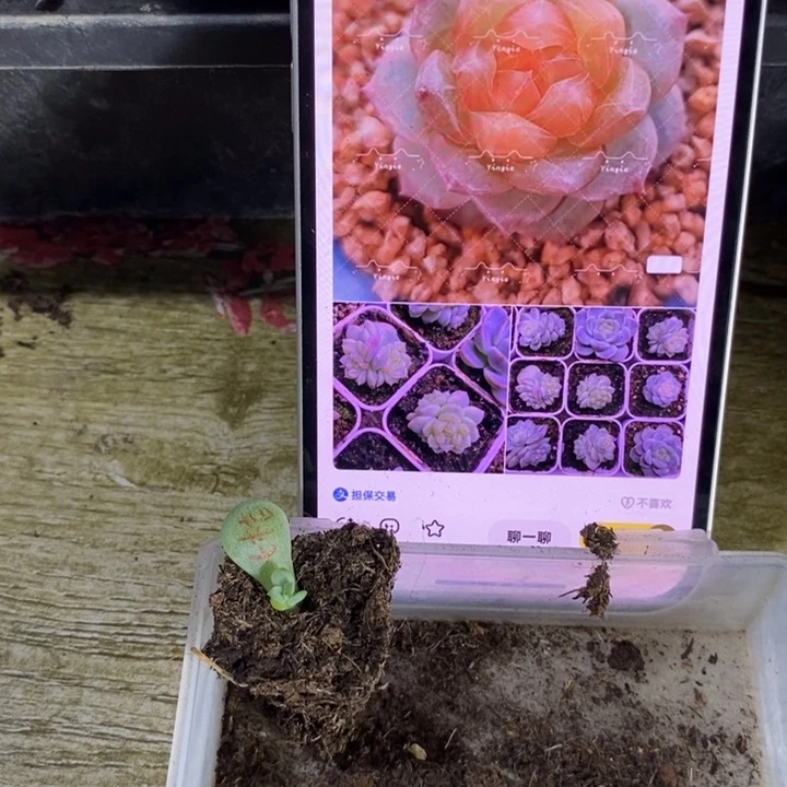 穴盘橙甜心芽苗一个