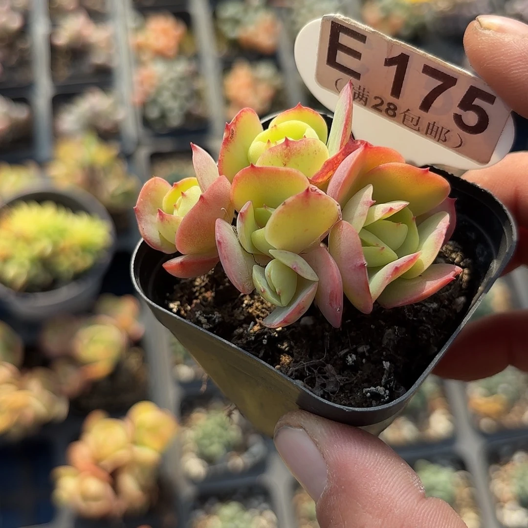 E175碧桃一物一拍