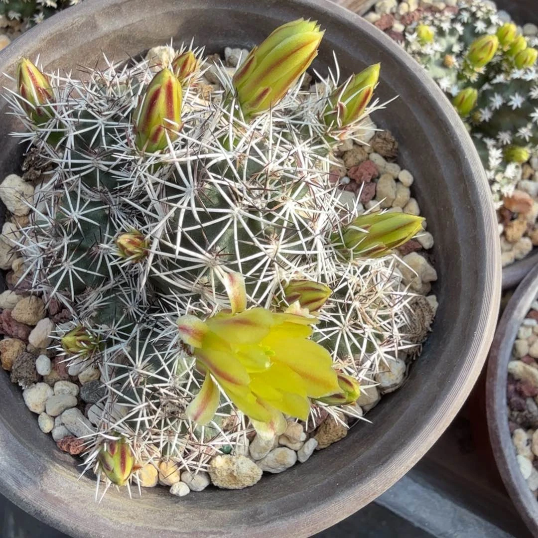 ?****?多肉植物多肉植物