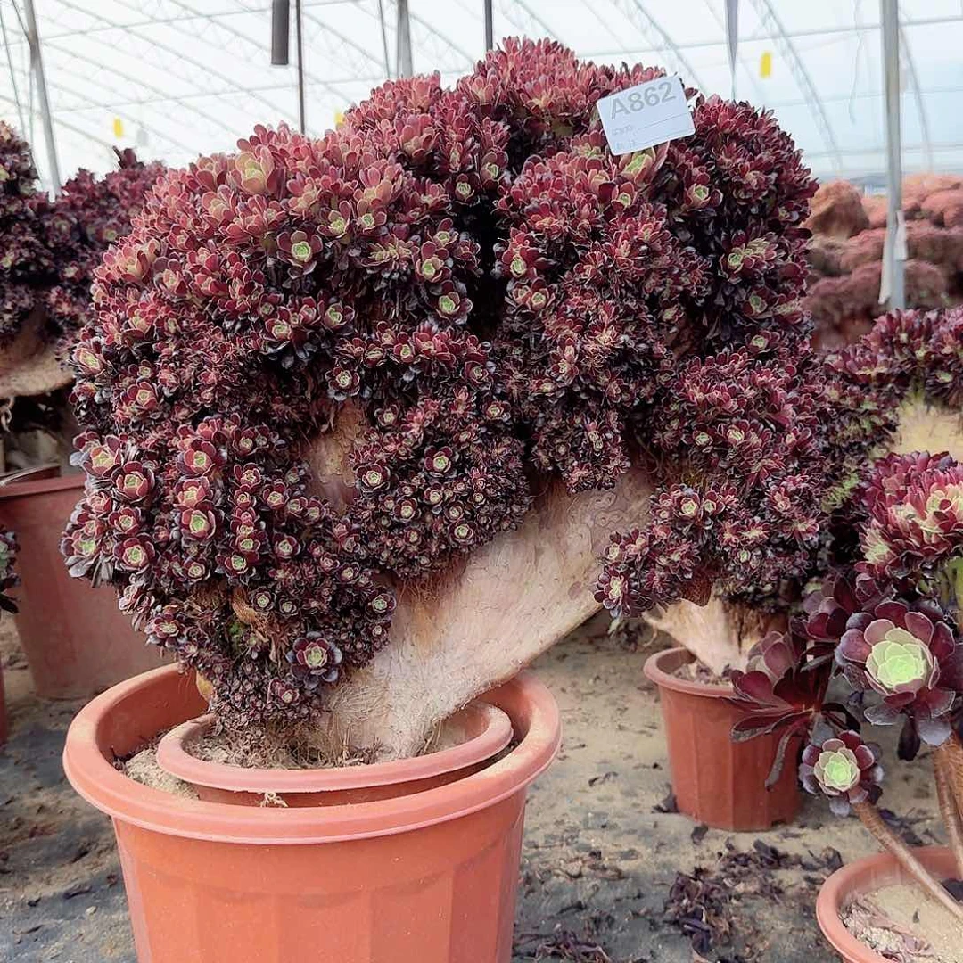 862欧紫朵朵一颗有伤