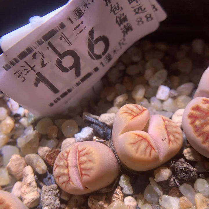 生石花多肉211.196