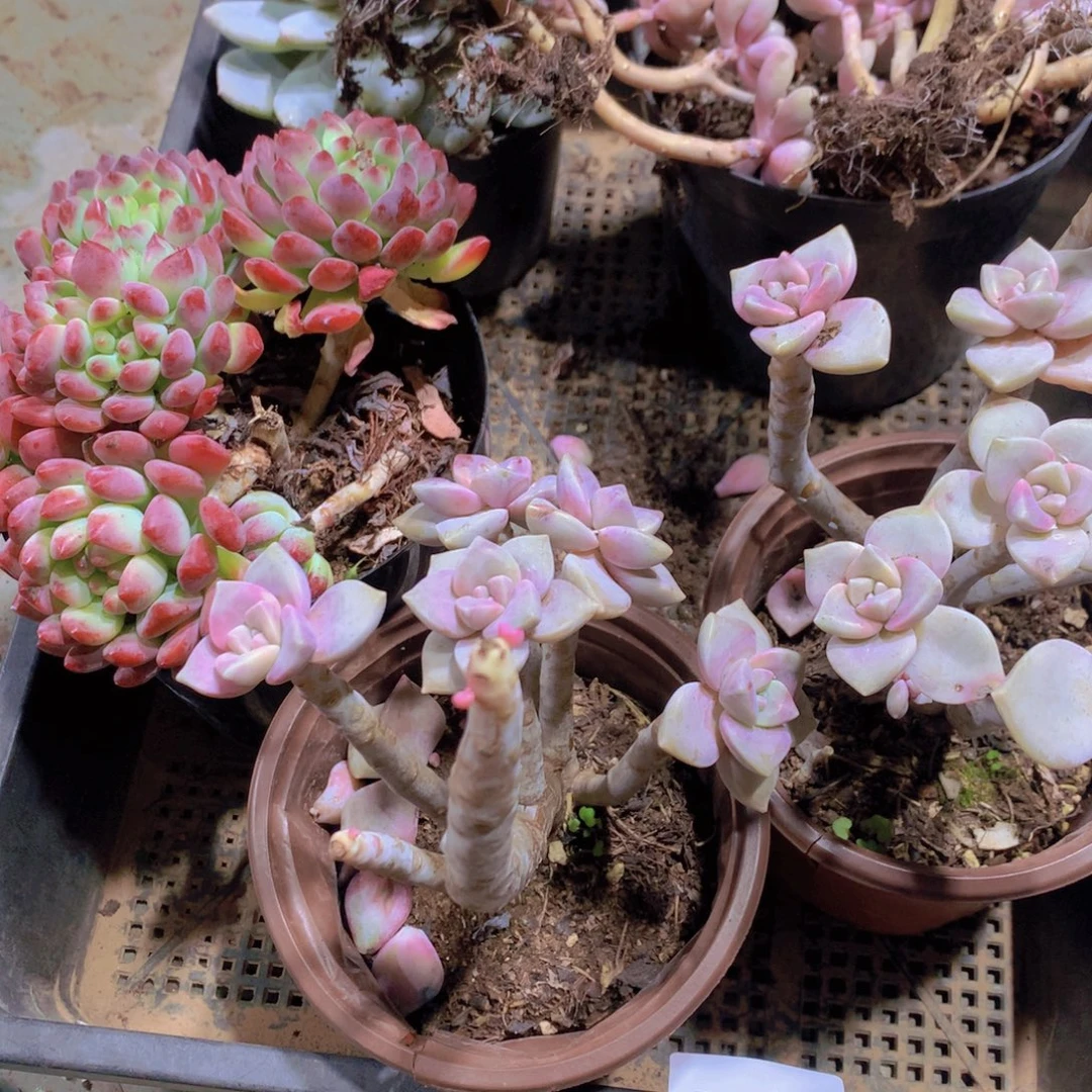 闪购多肉框拍包邮00024