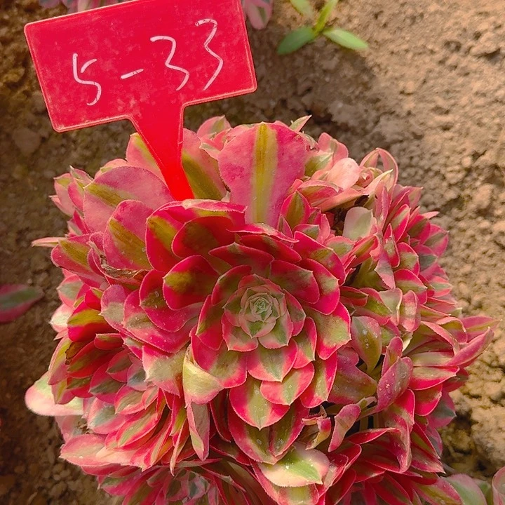 5-33粉女巫多肉法师