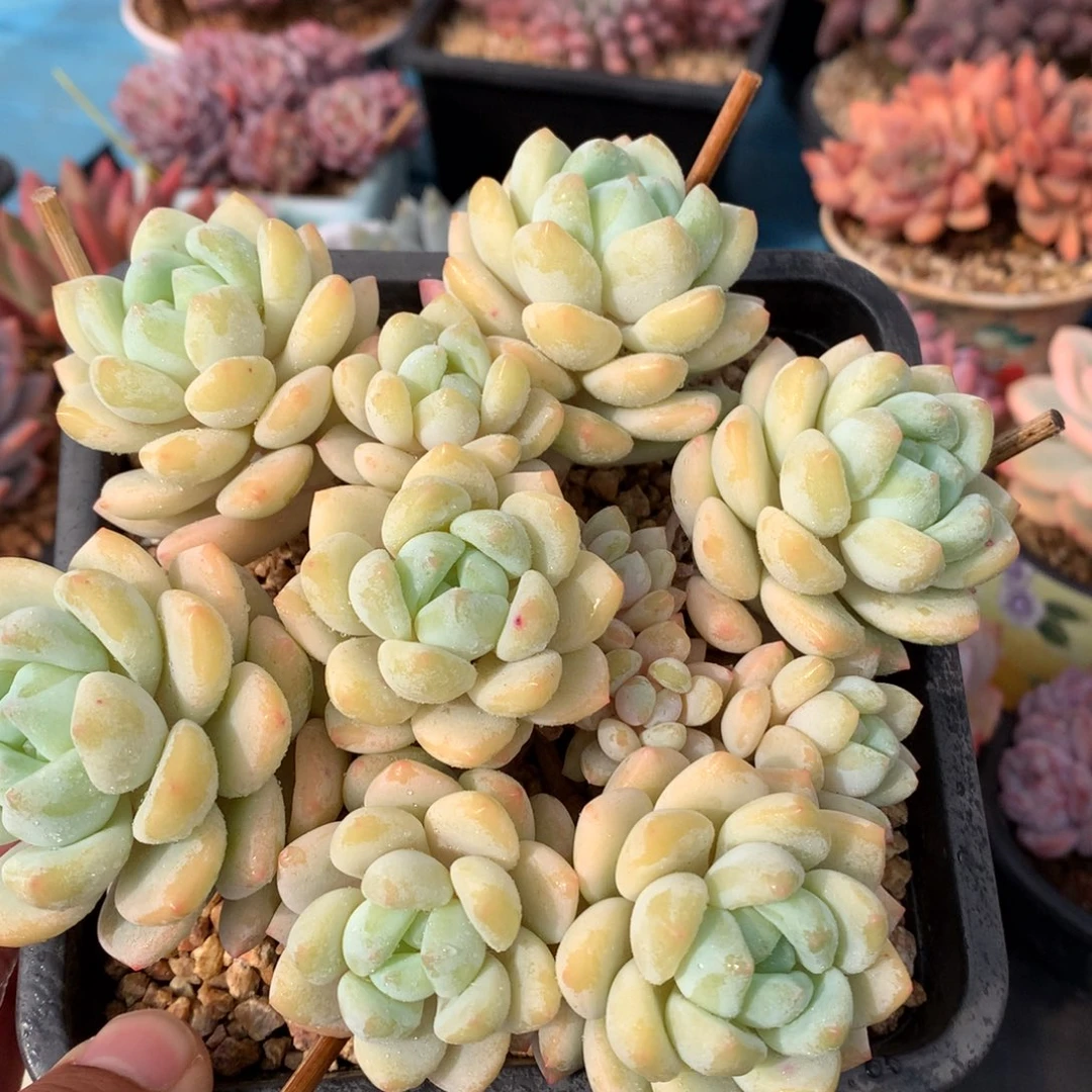 我们家的小仙女们