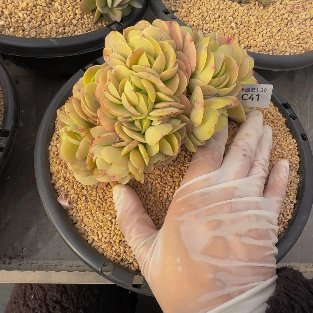 莎*姐c c c c c c c c c c 41